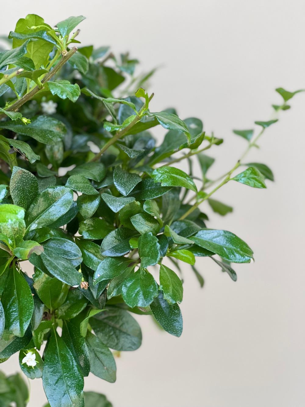 Zelkova Bonsai